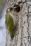 Image. European Green Woodpecker