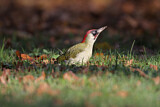 Image. European Green Woodpecker