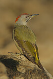 Image. European Green Woodpecker