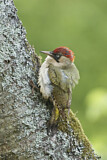Image. European Green Woodpecker