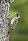 Image. European Green Woodpecker