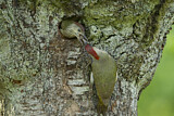 Image. European Green Woodpecker