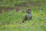 Image. European Green Woodpecker