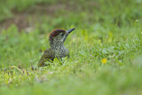 Image. European Green Woodpecker
