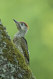 Image. European Green Woodpecker