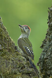 Image. European Green Woodpecker