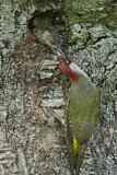 Image. European Green Woodpecker