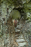 Image. European Green Woodpecker