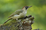 Image. European Green Woodpecker