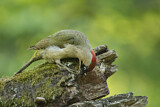 Image. European Green Woodpecker