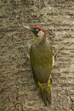 Image. European Green Woodpecker