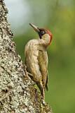 Image. European Green Woodpecker