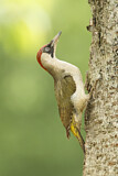 Image. European Green Woodpecker