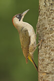 Image. European Green Woodpecker