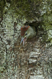 Image. European Green Woodpecker