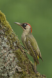 Image. European Green Woodpecker