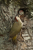 Image. European Green Woodpecker