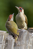 Image. European Green Woodpecker