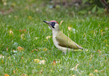 Image. European Green Woodpecker