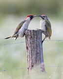 Image. European Green Woodpecker
