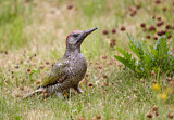 Image. European Green Woodpecker