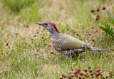 Image. European Green Woodpecker
