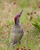 Image. European Green Woodpecker