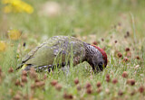 Image. European Green Woodpecker