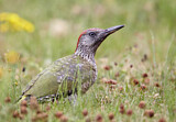 Image. European Green Woodpecker