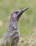 Image. European Green Woodpecker