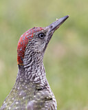 Image. European Green Woodpecker