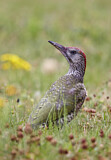 Image. European Green Woodpecker
