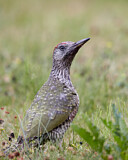 Image. European Green Woodpecker