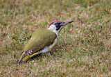 Image. European Green Woodpecker