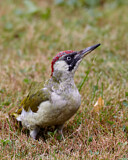 Image. European Green Woodpecker