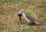 Image. European Green Woodpecker