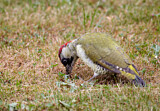 Image. European Green Woodpecker