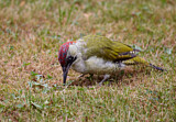 Image. European Green Woodpecker