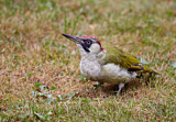 Image. European Green Woodpecker