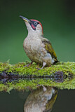 Image. European Green Woodpecker