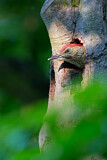 Image. European Green Woodpecker