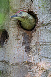 Image. European Green Woodpecker