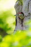 Image. European Green Woodpecker
