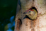 Image. European Green Woodpecker