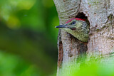 Image. European Green Woodpecker