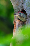 Image. European Green Woodpecker