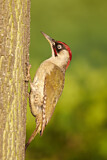 Image. European Green Woodpecker