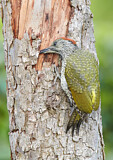 Image. European Green Woodpecker