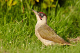 Image. European Green Woodpecker