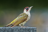 Image. European Green Woodpecker